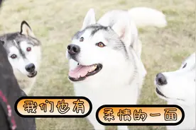 哈士奇鼻祖——黄金眼血统的后代，竟然一个个又乖又粘人！