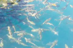 中国唯一不吃鱼的地方，6亿斤鱼却没人敢吃，去了千万要注意视频封面