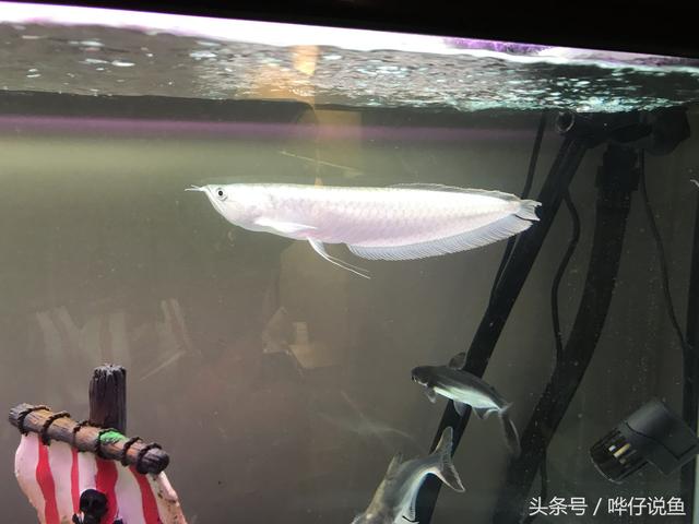 银龙鱼鳞有小点