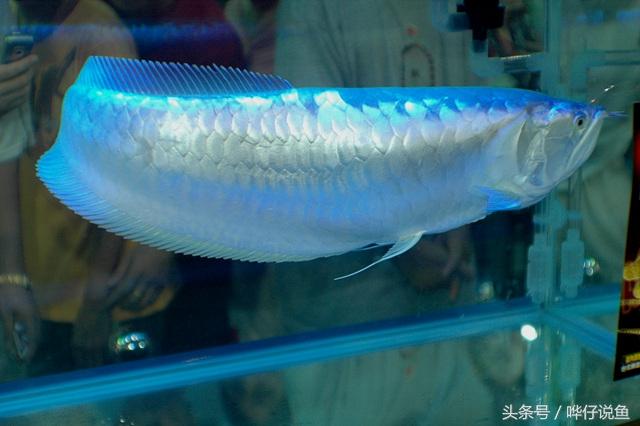 银龙鱼鳞有小点