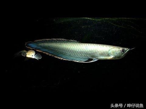 银龙鱼鳞有小点