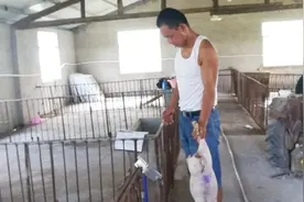 如何高效防御猪病和建造猪舍视频封面