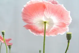 每天一首好歌-《风轻轻吹》演唱祁隆