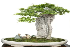 六月的雪，宛如雪花满树，是真的吗？