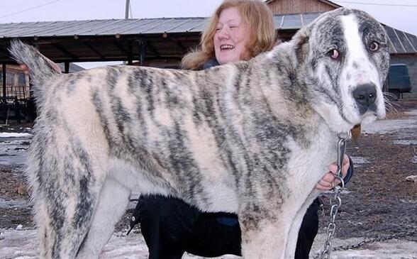 阿拉拜咬狼犬(阿拉拜咬狼犬多少钱一只)