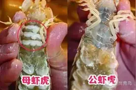 吃货 | 青岛又到吃虾虎的最好季节，买剥吃全套攻略奉上！图片