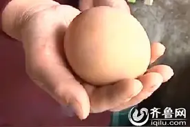 青岛：家养鸡下出超级蛋重达六两 比鹅蛋还要大一圈图片