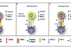 两张表掌握：肿瘤免疫治疗抗PD-1/PD-L1药物大全图片