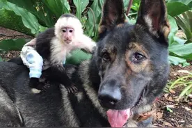 做的比人都要多...这只德牧原来是个暖汪图片