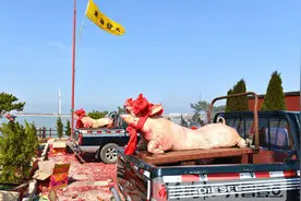 谷雨渔民节祭海 威海渔民抬整猪祭拜龙王图片