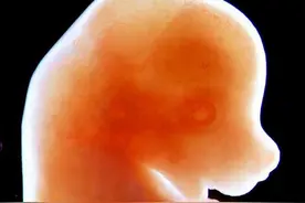 中国科学家证实老鼠胚胎可在太空中发育生长图片