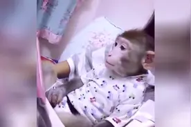 猴子看西游记，当看到孙悟空出场的时候，猴子的反应亮了