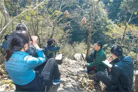 探秘黄山野生猴谷短尾猴：用“架桥”讨好“上司”图片