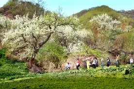 抚顺县首届春季踏青赏花节将在梨花谷开幕图片