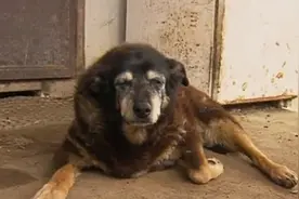 世界年龄最大狗狗去世 狗龄超过200岁图片