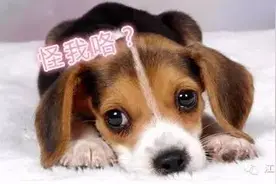 在南京这30种汪星人不能养了！逮到要被没收啦!图片