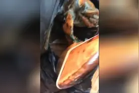 海豚姐姐啃一年多龙虾，今天给大龙虾来个特写，一只钳子就够吃饱视频封面