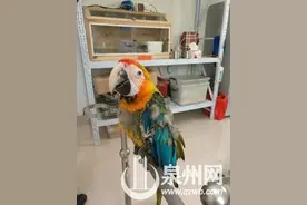 鹦鹉一只四五万 90后买卖国家一级保护动物被刑拘图片