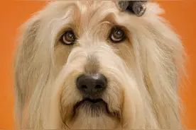 宠物知识狗狗剪毛的弊端图片