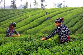 茶香四溢，邛崃最全采茶地攻略！图片