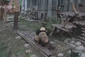 pandapia：家有双胞胎de好处视频封面