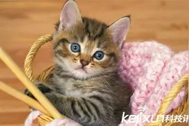 动物世界僵尸生物全球搜罗,僵尸蚂蚁可寄生吞噬人脑图片