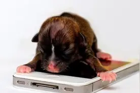 世界最小狗现身：比iPhone手机还小图片