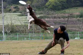 韩举行”珍岛犬“比赛活动 看世界名犬表演十项全能图片