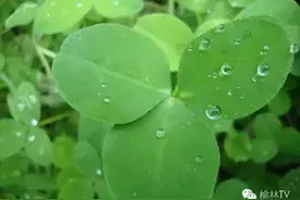 味道榆林苜蓿——餐桌上的野味图片