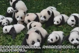 动物界的十大懶汉，猫科动物占比最高，第一名一般人都想不到视频封面