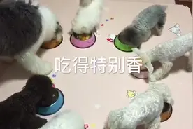 自已下厨制作狗狗晚饭，吃这个不仅食欲大增，还可解便秘和腹泻视频封面