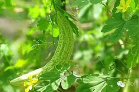 苦瓜，不传己苦与他物图片