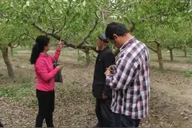 梨园花期管理 掌握科学技术图片