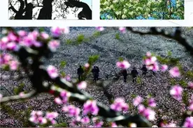 在沂水，这个春天这么玩，才不负这大好时光！图片