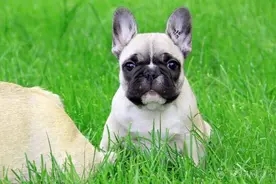 怎样选购法国斗牛犬？图片