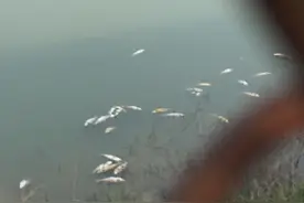 湖边水库白鲢鱼逆流进入出水口管道 大量窒息死亡图片