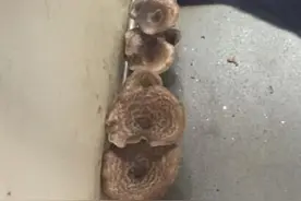 武汉公交车内长出蘑菇 网友调侃：采蘑菇不必再上山图片