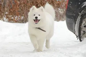 萨摩耶幼犬的立耳和换牙的注意事项图片