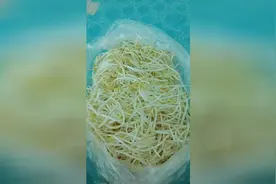 生豆芽无须根的小妙招视频封面