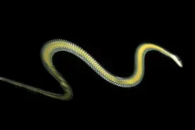 传说中的飞蛇虽然不会飞，但是它会跳呀图片