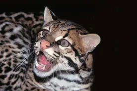 虎猫还是猫吗？强有力的爪子轻轻松松捕获一只蜥蜴，让人生畏图片