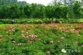 平谷民俗：这是一个民俗村落-凤凰飞落梨树沟！图片