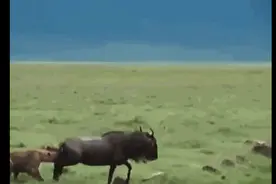 鬣狗咬破角马的肚子，叼走胎儿，角马还要眼睁睁看着自己被吃掉图片