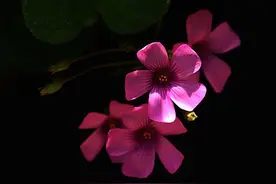 小花——苜蓿草花图片