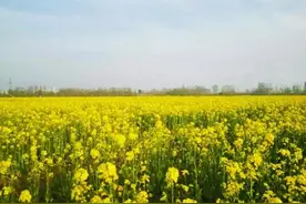 4月23日期，月牙岛薰衣草园等多个景点开始收费！图片