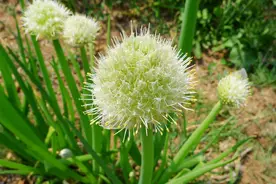 葱花也叫花儿？萝卜说话啦：你算哪根葱？图片