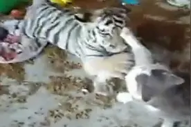 猫与老虎打架，动作与招式都如出一辙，太有趣了