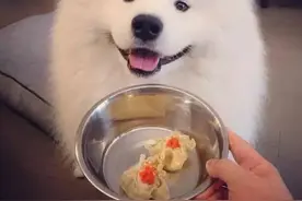 看着萨摩的天使脸，这些事养过的人才知道图片