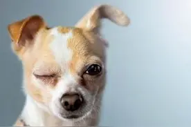 狗狗到底能不能吃盐？这几个误区你知道吗？图片