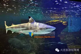 大连有几个极地海洋馆，哪个好玩？图片